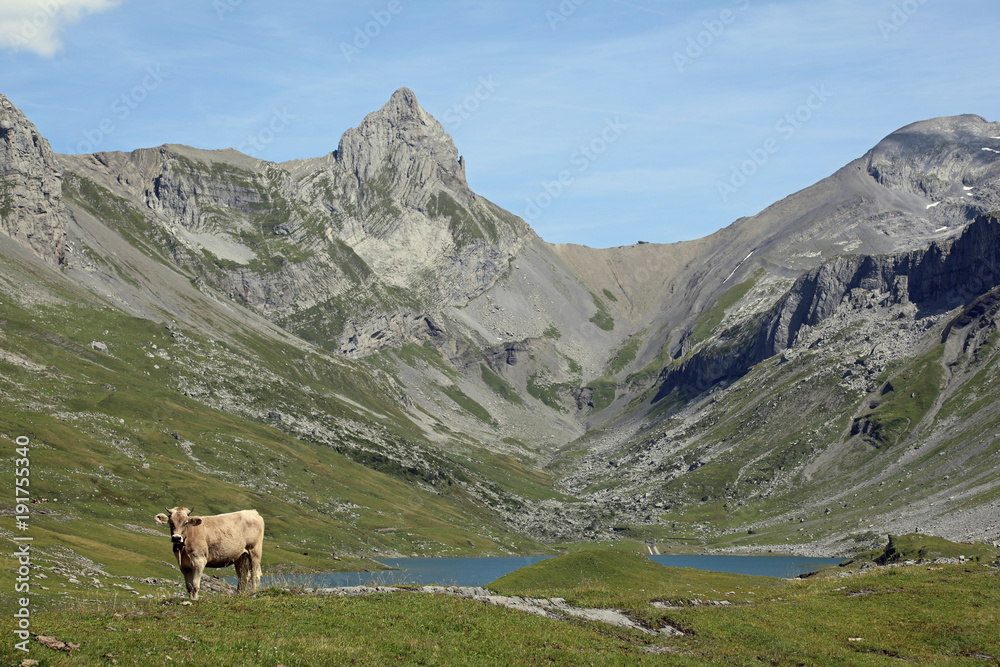Swiss Alps scenery with lake and cow