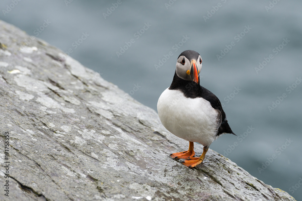 Papageitaucher auf der Insel Skellig Michael vor Irlands Küste Papageitaucher auf der Insel Skellig Michael vor Irlands Küste
