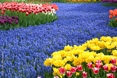 Colorful Field of tulip flowers, flower natural carpet. Yellow, red, blue and purple color . photo
