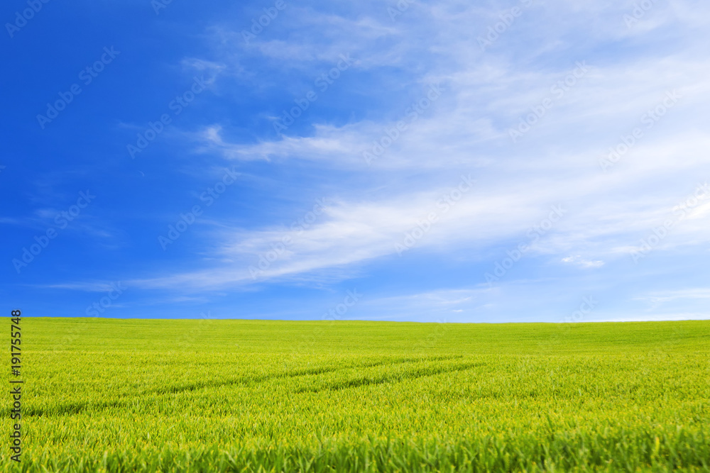 Green meadow under clear sky