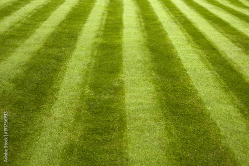 Garden lawn with mower stripes