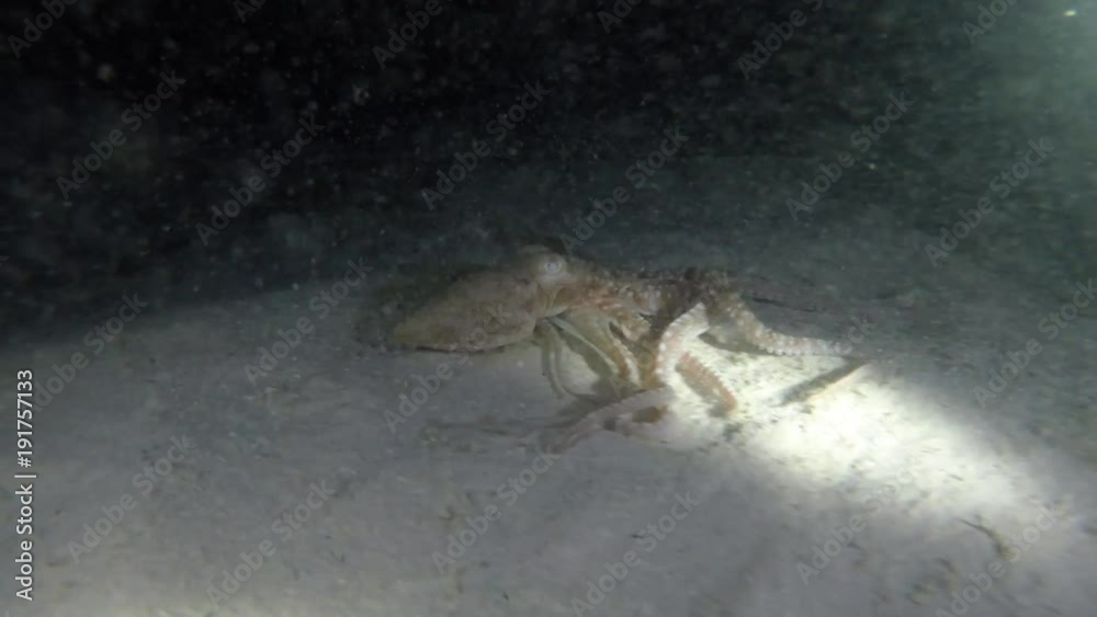 ein kleiner Tintenfisch kriecht über den Meeresboden und verschwindet dann in einem kleinen Loch ein kleiner Tintenfisch kriecht über den Meeresboden und verschwindet dann in einem kleinen Loch