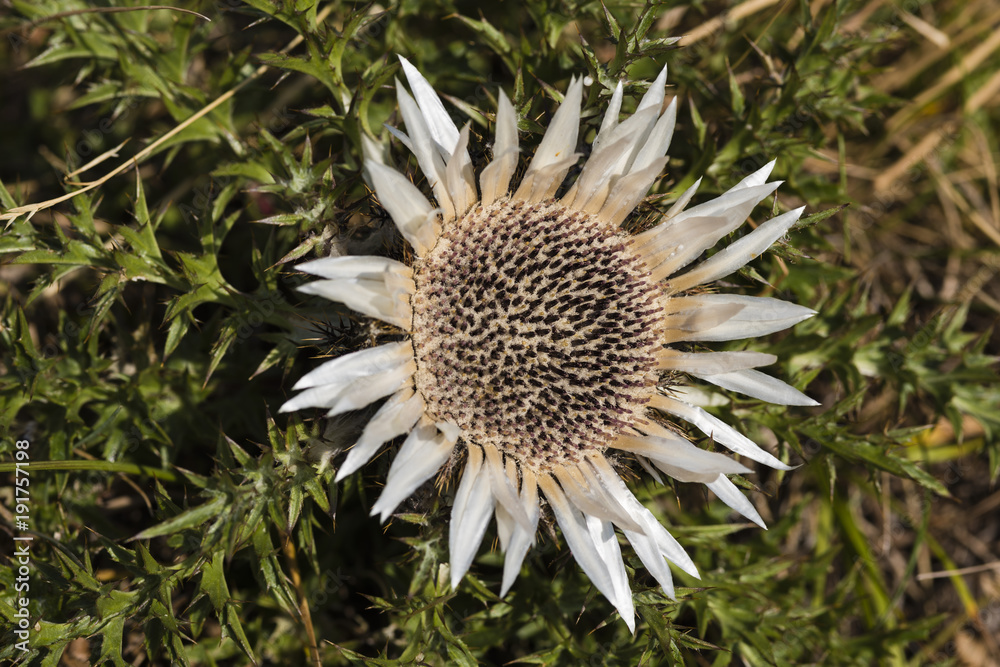 Silver thistle (Carlina acaulis) in flower - meadow in Durmitor National Park, Zabljak, Montenegro, Europe Silver thistle (Carlina acaulis) in flower - meadow in Durmitor National Park, Zabljak, Montenegro, Europe