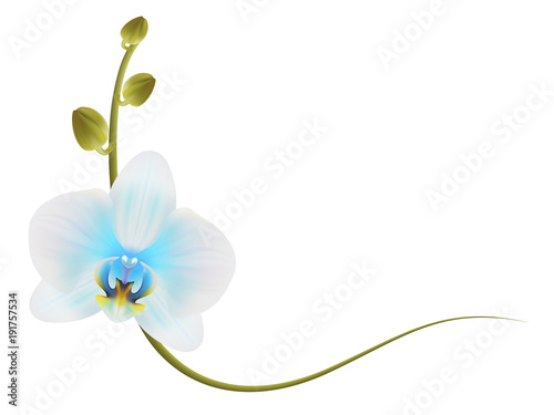 Realistic light blue orchid frame, corner.