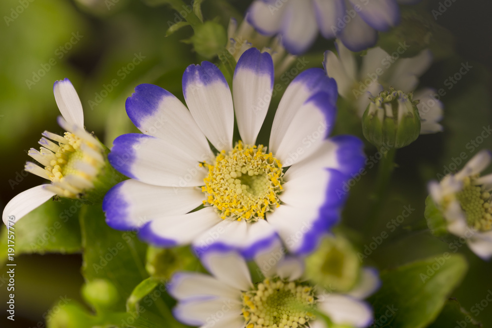 Obraz premium daisy white blue spring background