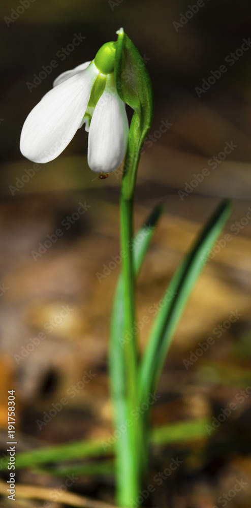 Fototapeta premium Beautiful snowdrop flower closeup