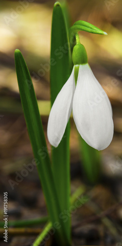 Beautiful snowdrop flower closeup