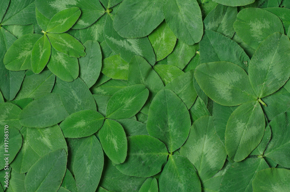 Background of green leaf clover. Background of green leaf clover.