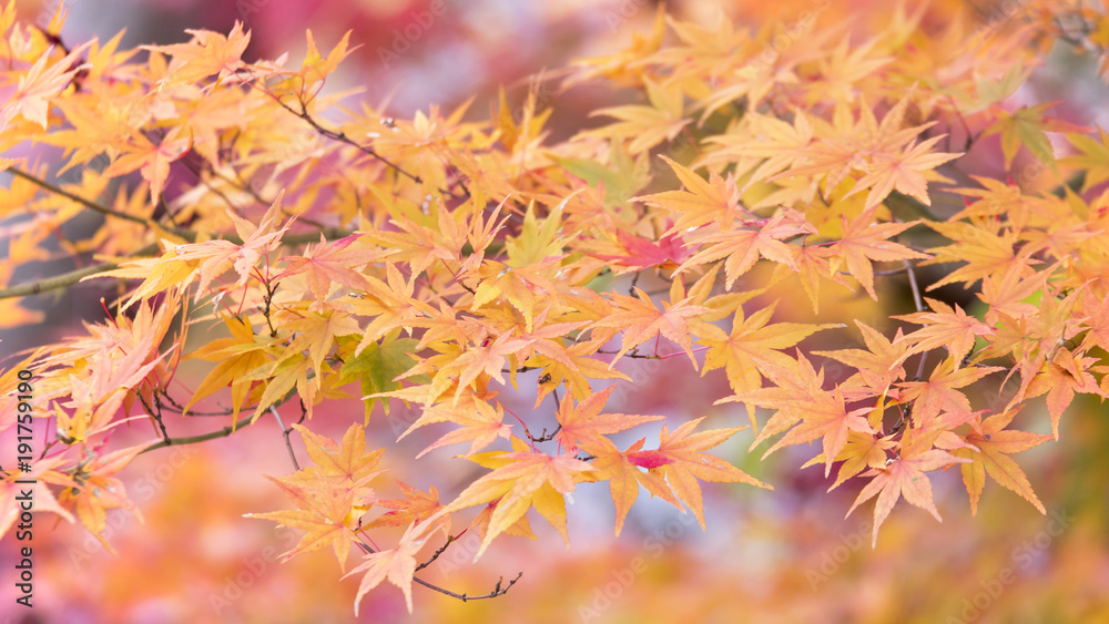 Closeup of beautiful autumn leaves, red maple leaf in Japan (Selective Focus) Closeup of beautiful autumn leaves, red maple leaf in Japan (Selective Focus)