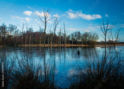 Arcot Pond, Cramlington, Northumberland, England, UK. Frozen water on pond with dead trees surrounded by water. photo