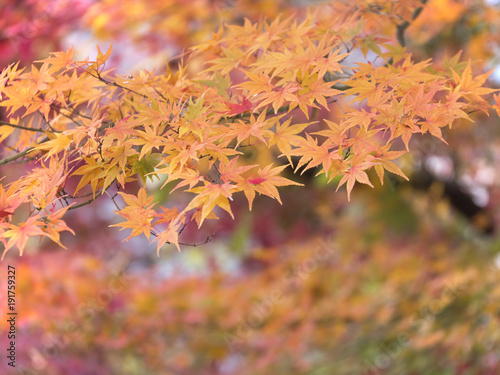 Closeup of beautiful autumn leaves  red maple leaf in Japan  Selective Focus 