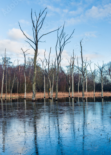 Arcot Pond, Cramlington, Northumberland, England, UK. Frozen water on pond with dead trees surrounded by water. photo