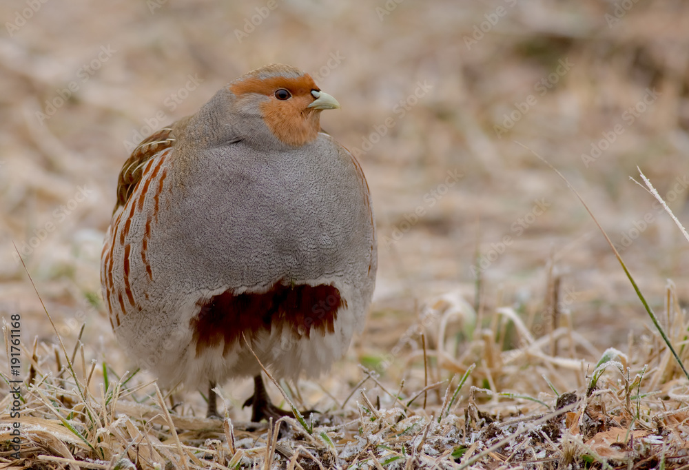 Grey Partridge - Perdix perdix Grey Partridge - Perdix perdix