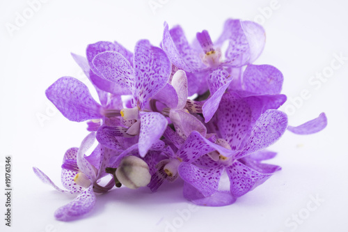 beautiful purple cattleya orchid flower isolated on white background photo