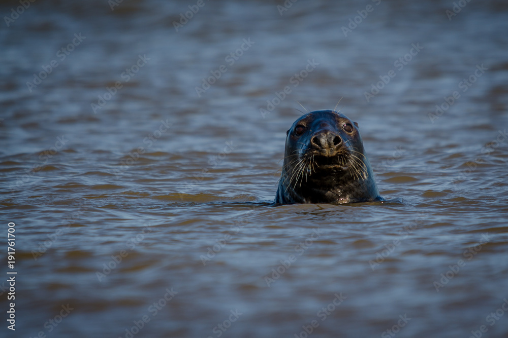 Fototapeta premium Atlantic Grey Seal Swimming