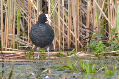 Canvastavla Common Coot (Fulica atra)