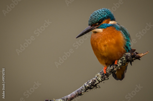 UK Wild Kingfisher Adult © philscarlett.co.uk