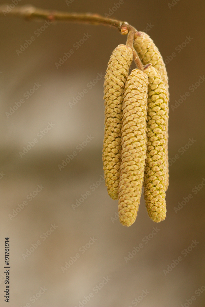 Fototapeta premium Spring flowers of walnut, lamb on a twig, messenger of spring.