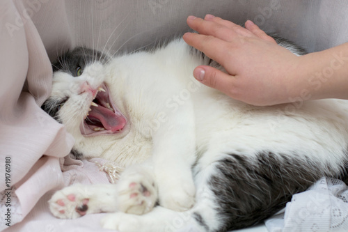 Mad and evil cat and the owner's hand trying to pat it