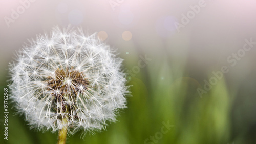 Fototapeta Naklejka Na Ścianę i Meble -  Macro fluffy dandelion on blurred green background in spring, shallow depth of field