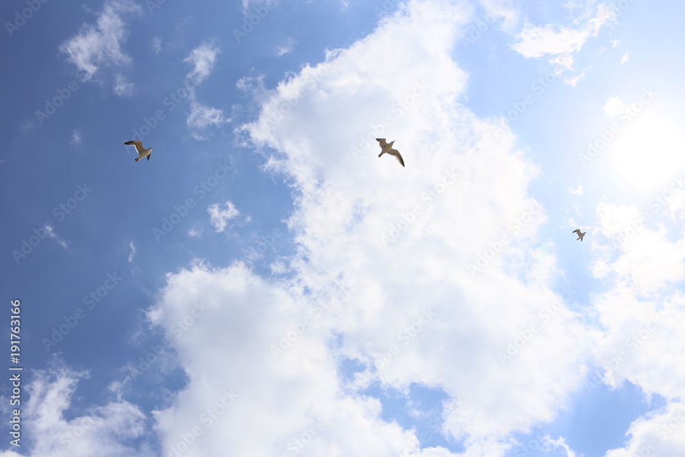 空飛ぶ鳥と雲 Stock 写真 Adobe Stock 空飛ぶ鳥と雲 Stock 写真 Adobe Stock