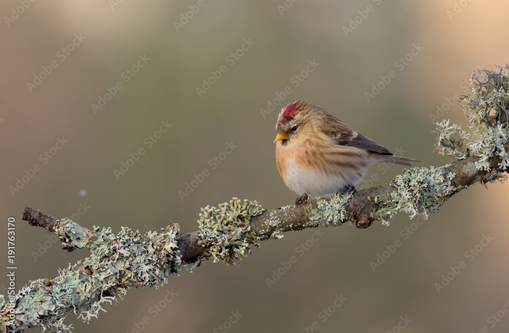 Fototapeta premium Common Redpoll - Carduelis flammea / Acanthis flammea