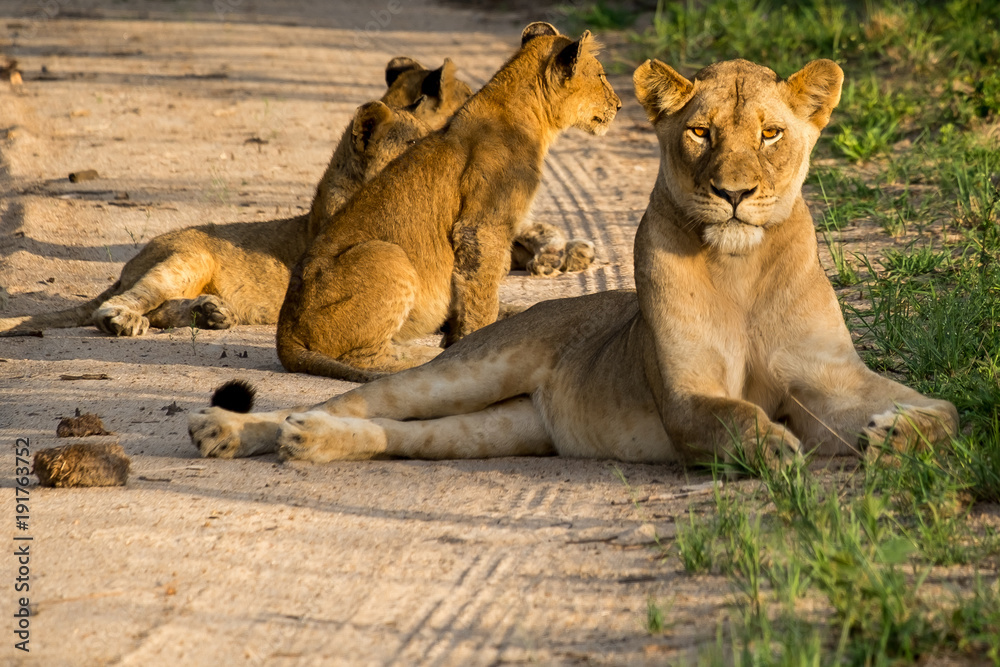 Naklejka premium Lioness and cubs
