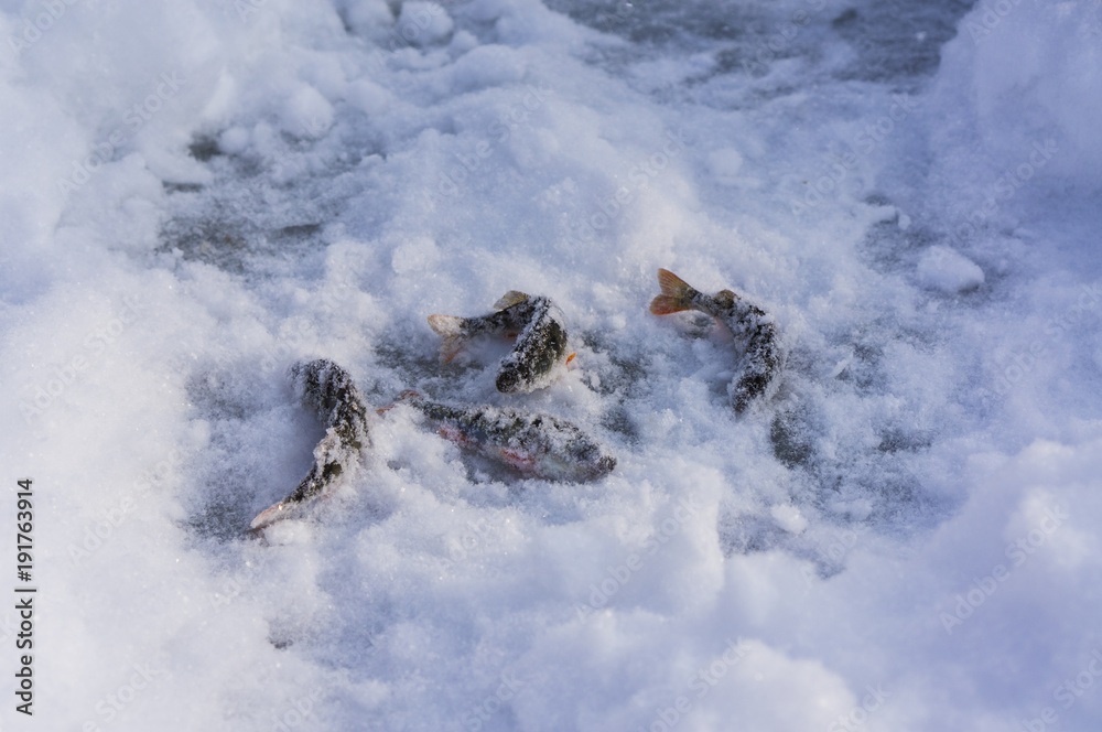 Caught fish on ice. Ice fishing. Winter and snow. Caught fish on ice. Ice fishing. Winter and snow.