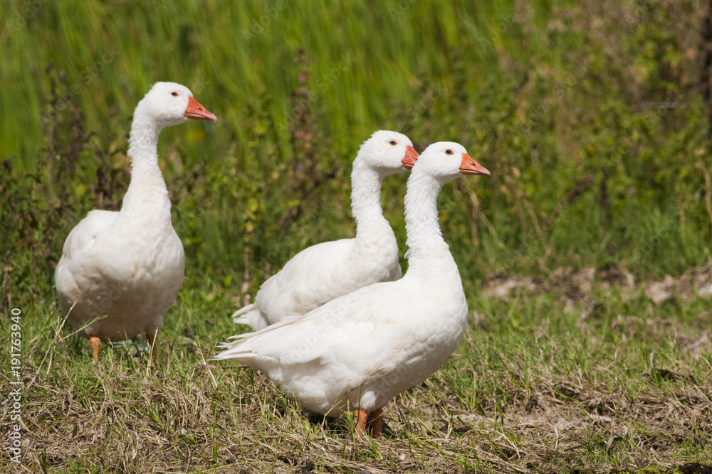 White Domestic Geese White Domestic Geese