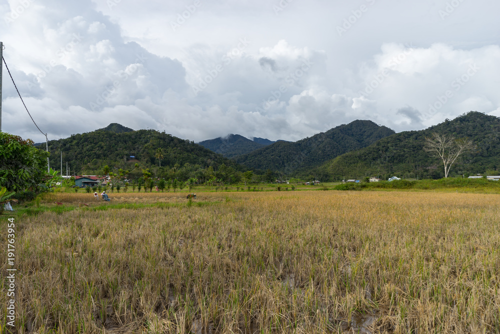 View of paddy field during harvest in Bario, Sarawak - a well known place as one of the major organic rice supplier in Malaysia.