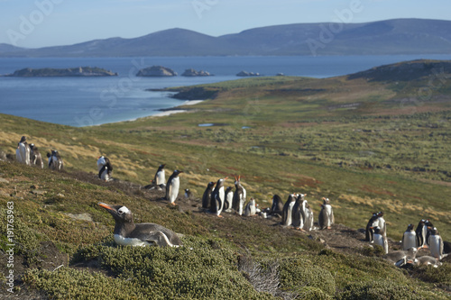 Breeding colony of Gentoo Penguins (Pygoscelis papua) on Carcass Island in the Falkland Islands.