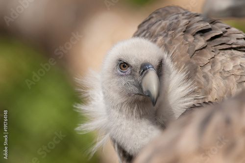 Griffon Vulture Portrait