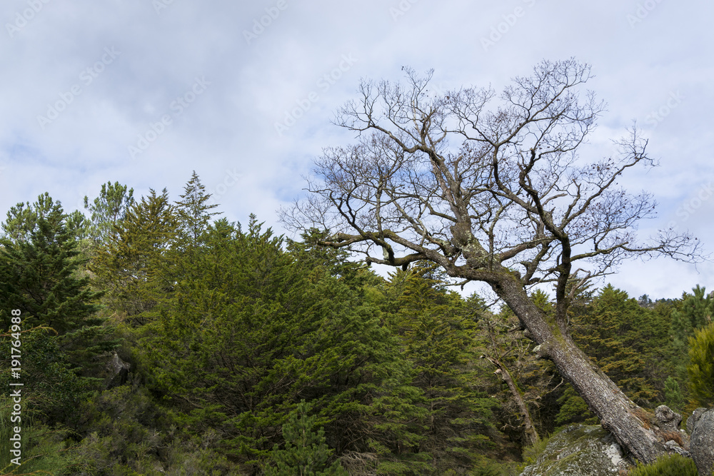 Ancient oak tree Ancient oak tree