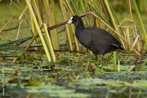 Common Coot