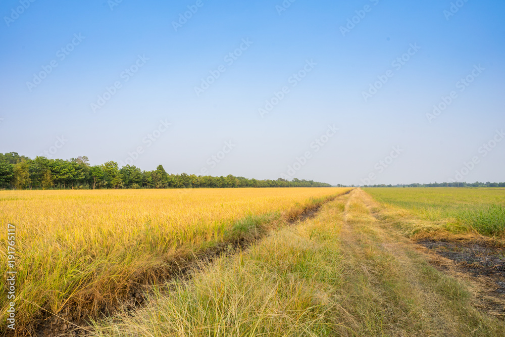Fototapeta premium Image of beautiful rice field getting yellow before harvest. 