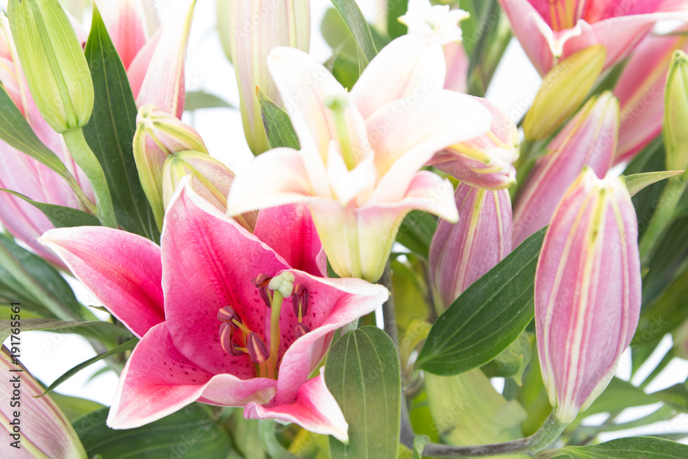 Fototapeta premium The beautiful lilly flowers are on white background.