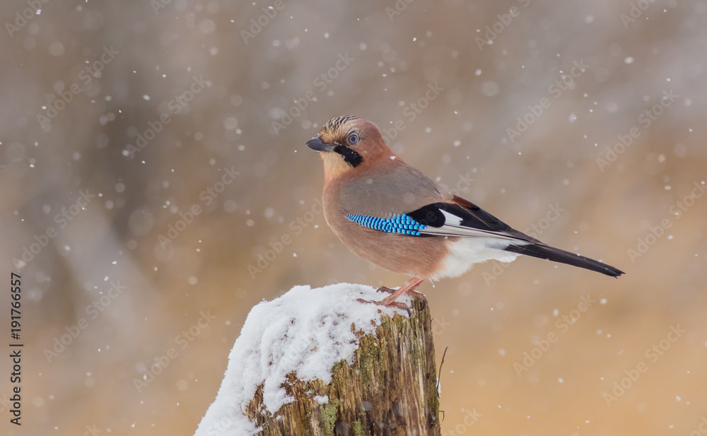 Eurasian Jay - Garrulus glandarius Eurasian Jay - Garrulus glandarius