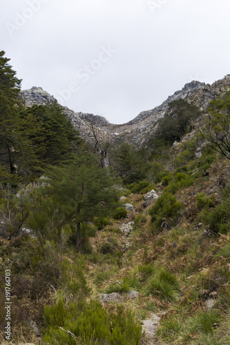 Trees in the foreground and mountains in the background (Peneda-Gerês National Park)