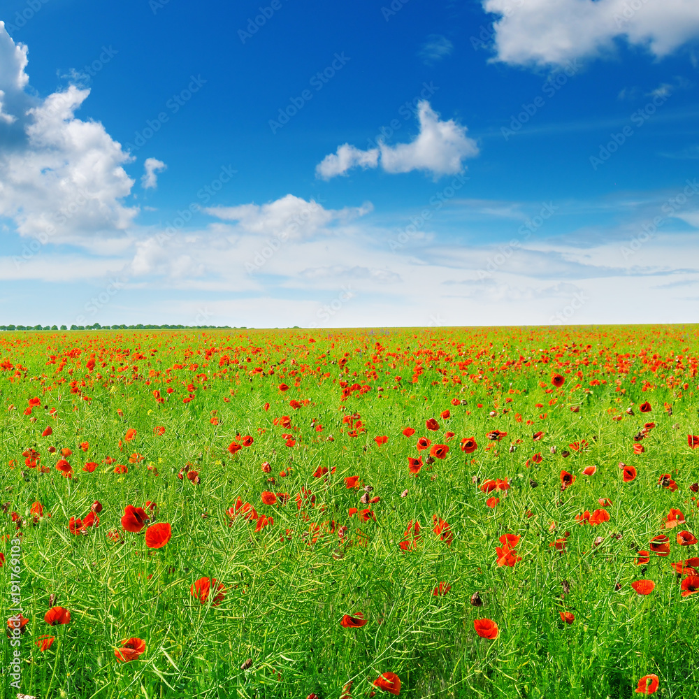 Meadow with wild poppies and blue sky.