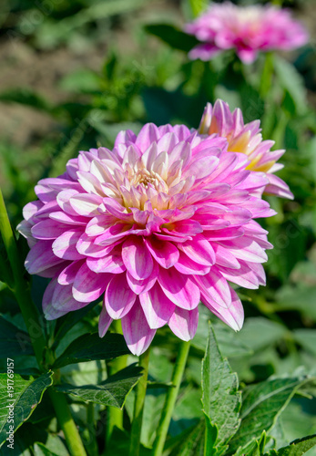 Fototapeta Naklejka Na Ścianę i Meble -  Dahlia on background of flowerbeds. Focus on flower.