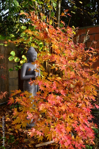 ÉRABLE DU JAPON EN AUTOMNE ET STATUE DU BOUDDHA PARIS FRANCE
