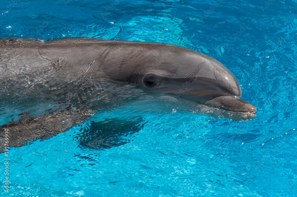 Obraz premium Dolphin closeup portrait