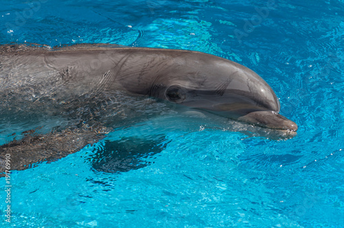 Dolphin closeup portrait