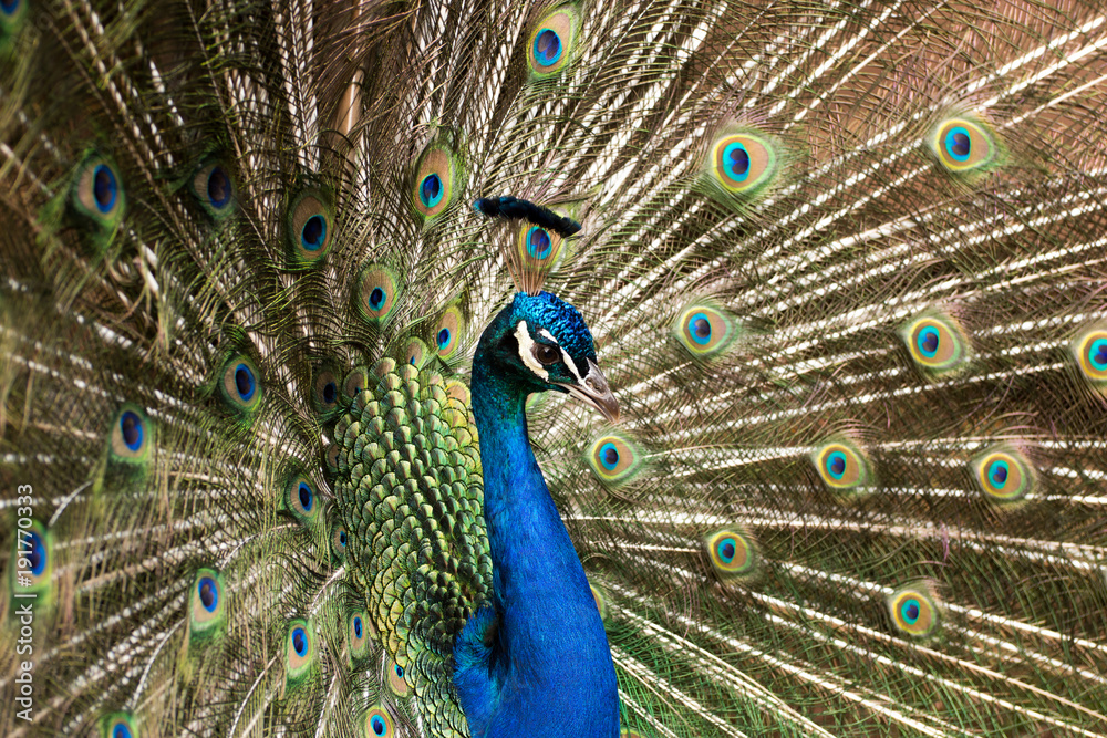 Fototapeta premium Peacock