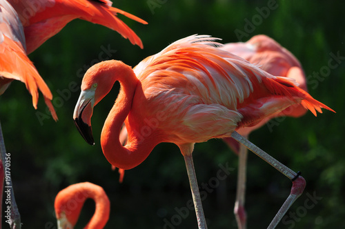 Photography Flamingo in Toronto Zoo