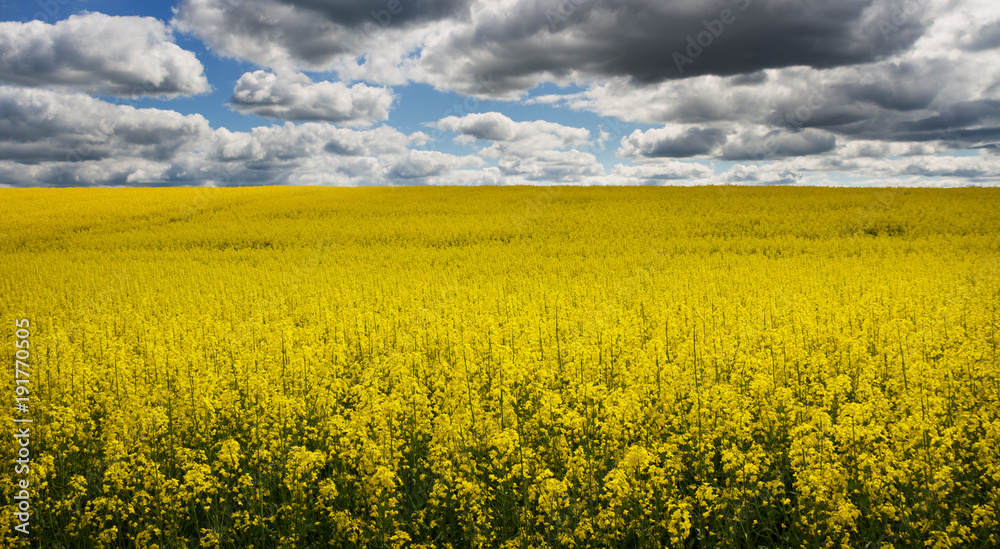 Fototapeta premium Landscape with rapeseed flowers.