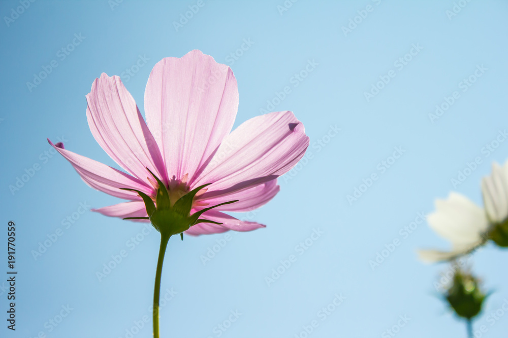 Cosmos flowers at my home, Chiang Mai, Thailand Cosmos flowers at my home, Chiang Mai, Thailand