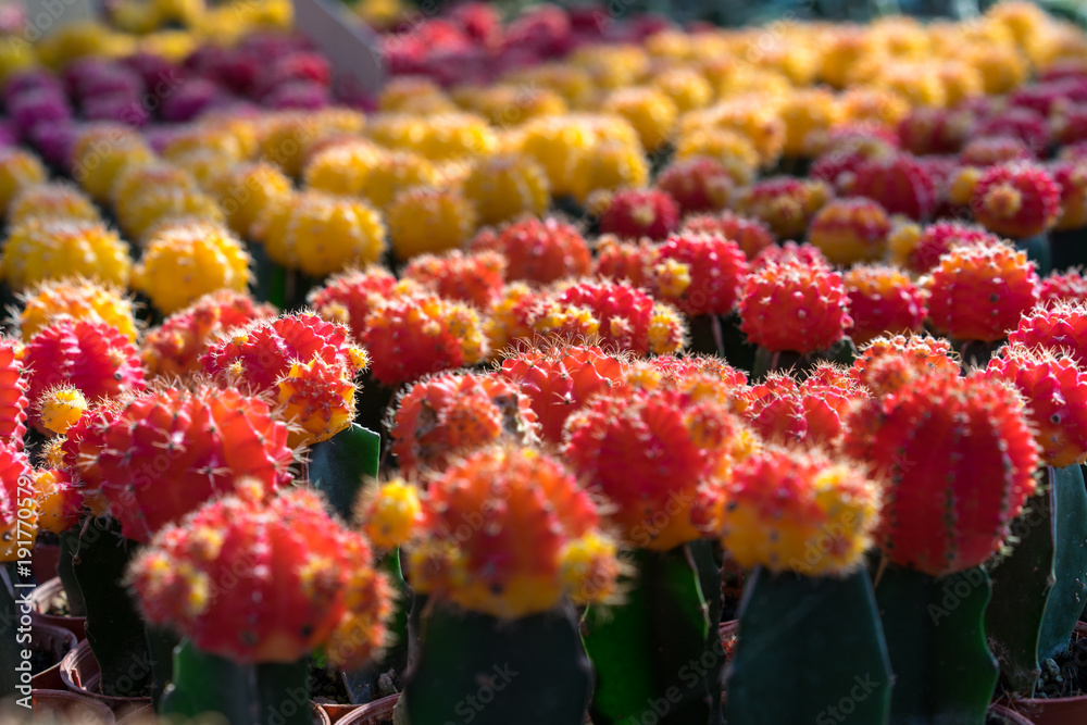 Image of the variety and colorful of the cactus in the botanic garden. Image of the variety and colorful of the cactus in the botanic garden.