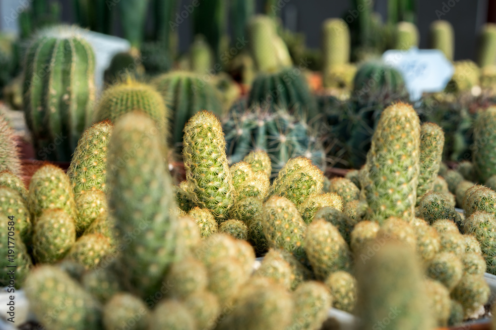Image of the variety and colorful of the cactus in the botanic garden. Image of the variety and colorful of the cactus in the botanic garden.