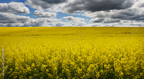Landscape with rapeseed flowers.